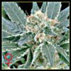 A.M.S. Feminized Seeds