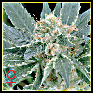 A.M.S. Feminized Seeds