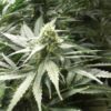 Buy A.M.S. Feminized Seeds by Greenhouse Seed Co. in America - Image 2