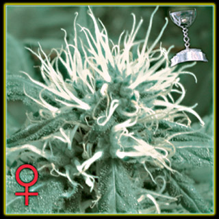 Cheese Feminized Seeds