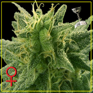 Lemon Skunk Feminized Seeds