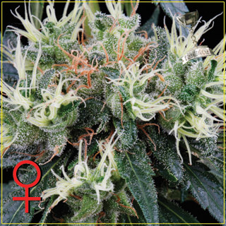 NL5 Haze Mist Feminized Seeds