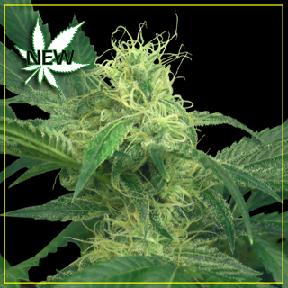 King's Kush Feminized Seeds