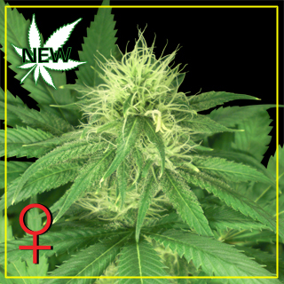 Bubba Kush Feminized Seeds