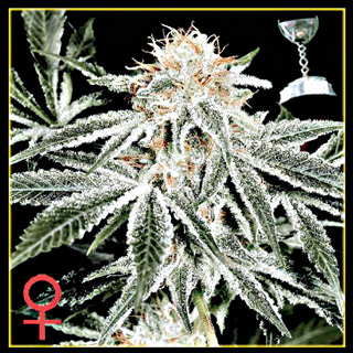 White Widow Feminized Seeds