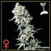 White Rhino Feminized Seeds