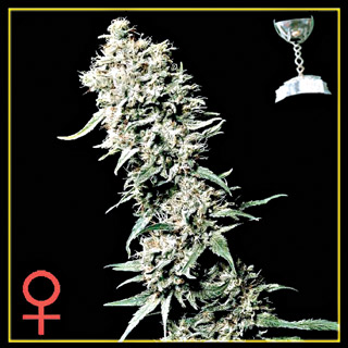 White Rhino Feminized Seeds