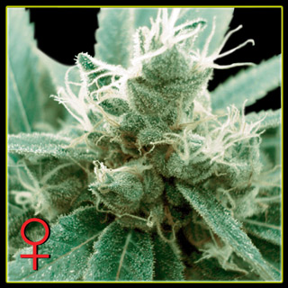 Trainwreck Feminized Seeds