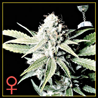 Great White Shark Feminized Seeds