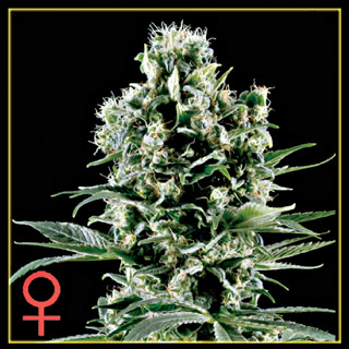 Himalayan Gold Feminized Seeds