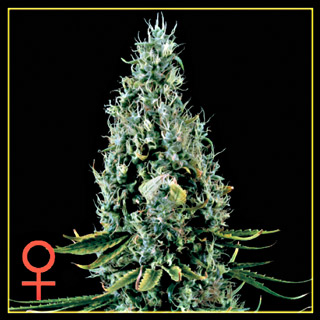 Arjan's Haze #3 Feminized Seeds