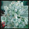 Arjan's Strawberry Haze Feminized Seeds