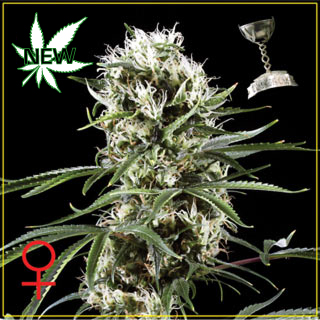 Super Lemon Haze Feminized Seeds