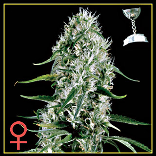 Super Silver Haze Feminized Seeds