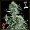 Neville's Haze Feminized Seeds
