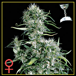 Neville's Haze Feminized Seeds