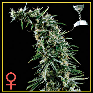 Hawaiian Snow Feminized Seeds