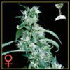 Arjan's Ultra Haze #1 Feminized Seeds
