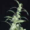 Arjan's Ultra Haze #2 Feminized Seeds