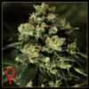 Jack Herer Feminized Seeds