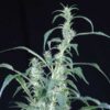 Buy Arjan's Ultra Haze #2 Feminized Seeds by Greenhouse Seed Co. in America - Image 2
