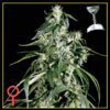 Arjan's Haze #1 Feminized Seeds