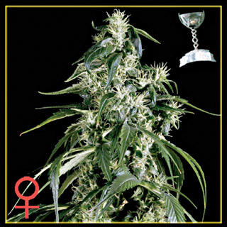 Arjan's Haze #1 Feminized Seeds