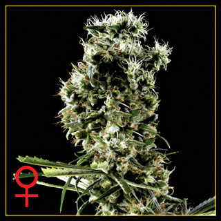 Arjan's Haze #2 Feminized Seeds