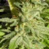 Orient Express Feminized Seeds