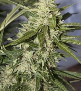Mazar Auto Feminized Seeds