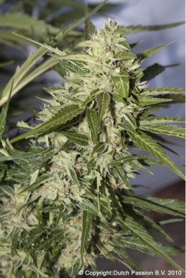 Mazar Auto Feminized Seeds