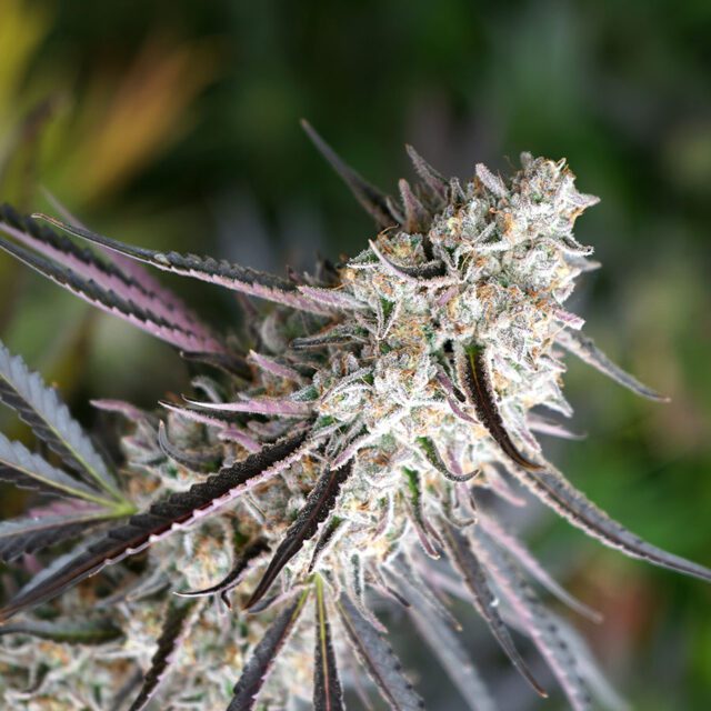 Florida Gaspack Feminized Seeds