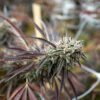 Buy Florida Gaspack Feminized Seeds by Humboldt Seed Org. in America - Image 2