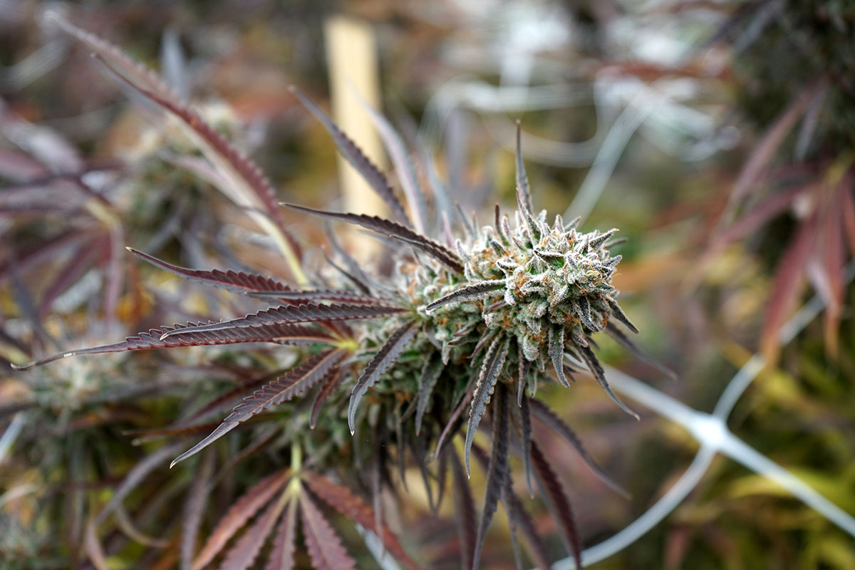 Buy Florida Gaspack Feminized Seeds by Humboldt Seed Org. in America - Image 2