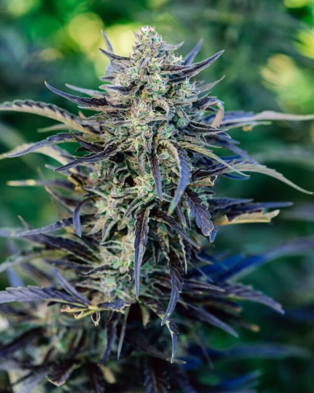 Fog Dog Auto Feminized Seeds