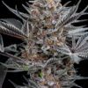 Forbidden Dream Feminized Seeds