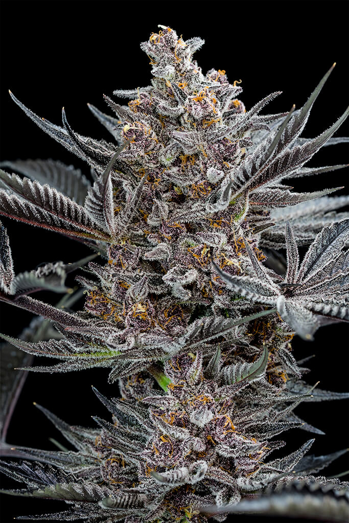 Forbidden Dream Feminized Seeds Forbidden Dream Feminized Seeds