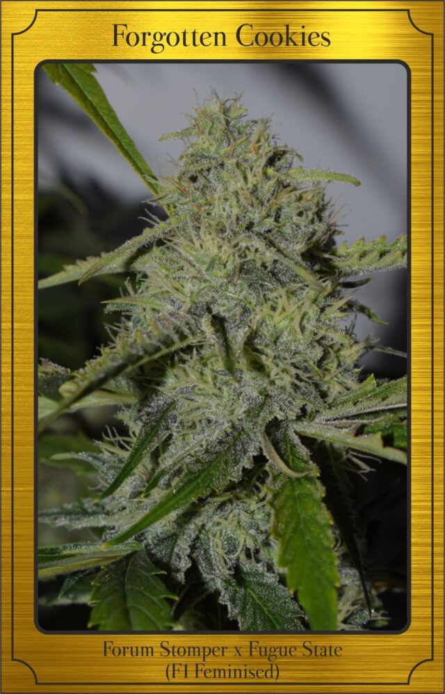 Forgotten Cookies Auto Feminized Seeds