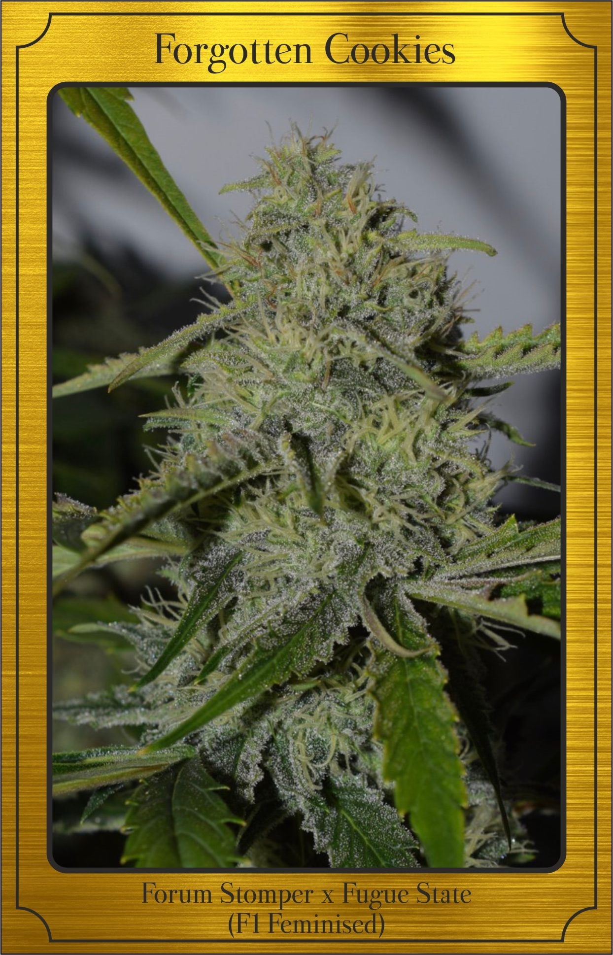 Buy Forgotten Cookies Auto Feminized Seeds by Mephisto Genetics in ...