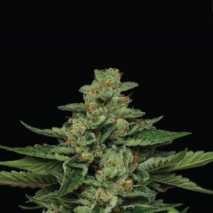 Fortune Cookie Feminized Seeds