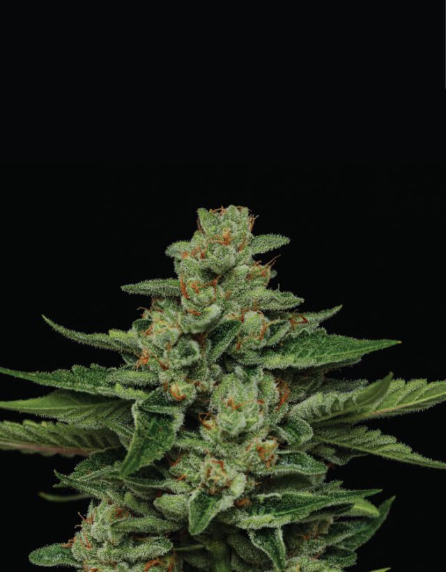 Fortune Cookie Feminized Seeds