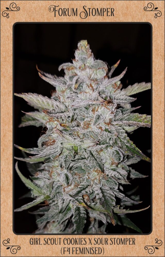 Forum Stomper Auto Feminized Seeds