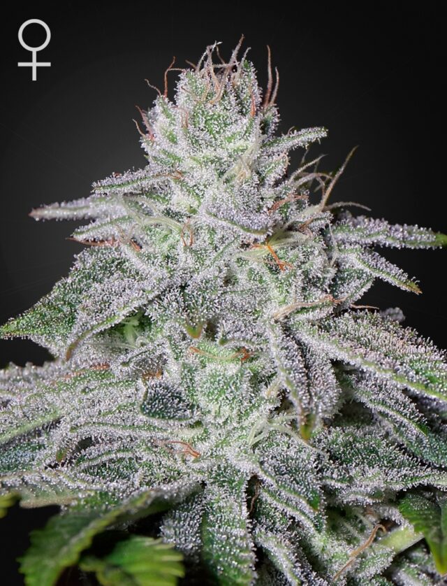 Franco's Lemon Cheese Feminized Seeds