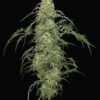 Freakshow Feminized Seeds
