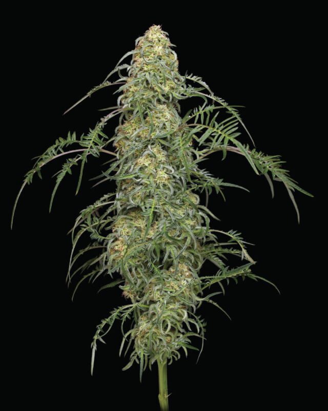 Freakshow Feminized Seeds