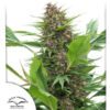 Frisian Duck Feminized Seeds