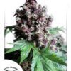 Frisian Duck Feminized Seeds