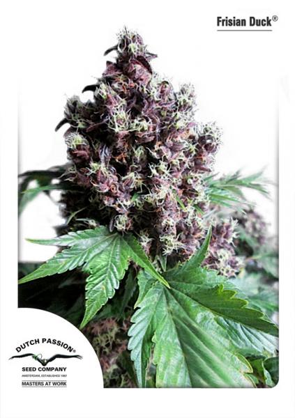 Frisian Duck Feminized Seeds