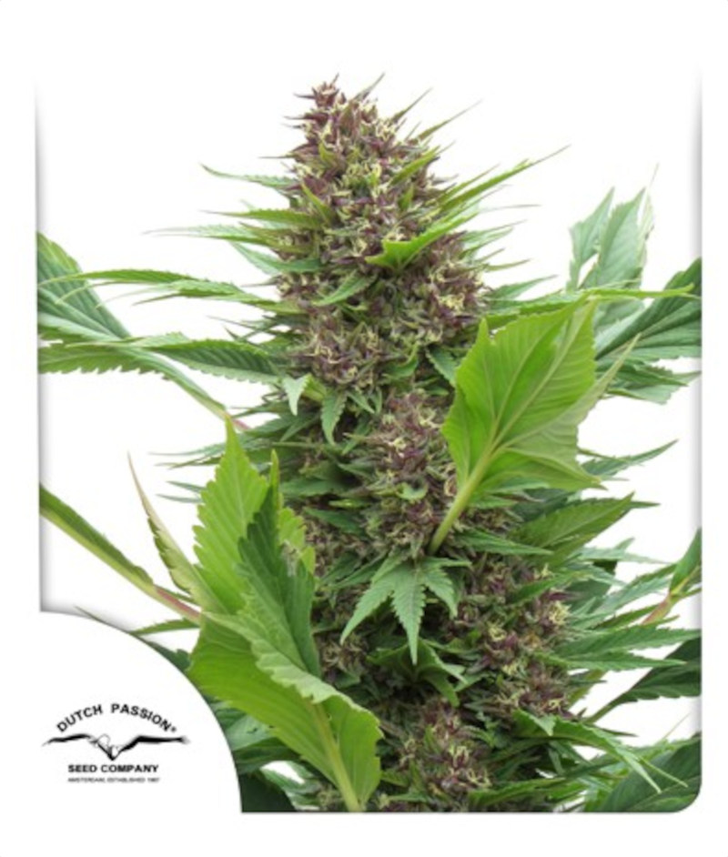 Frisian Duck Feminized Seeds