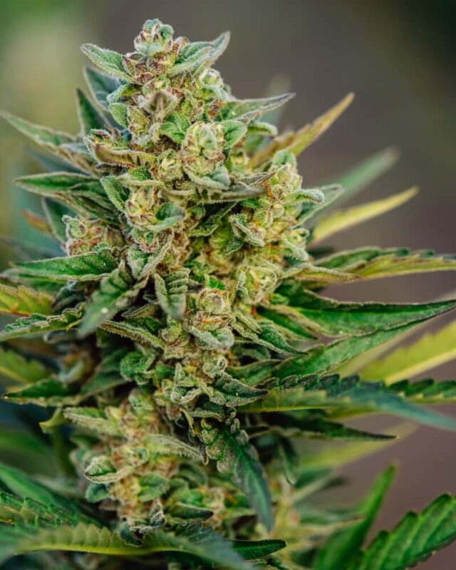Froot by the Foot Auto Feminized Seeds